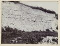 Span Hill Chalk pit. Micraster cor-anguinum zone (upper part of zonal horizon) with very regular flint layers.